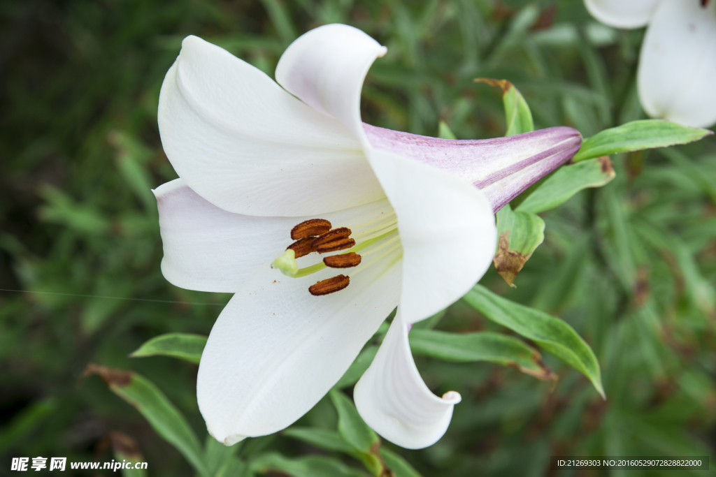 百合花