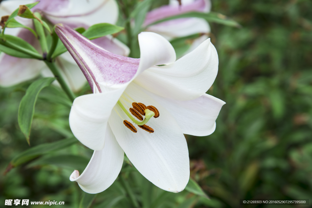 百合花