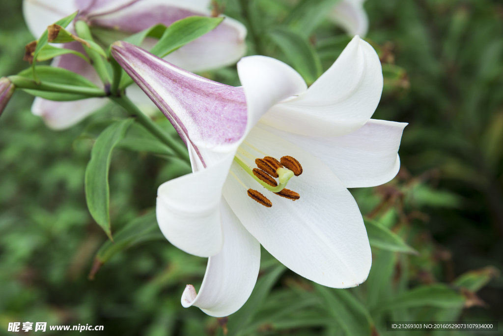 百合花