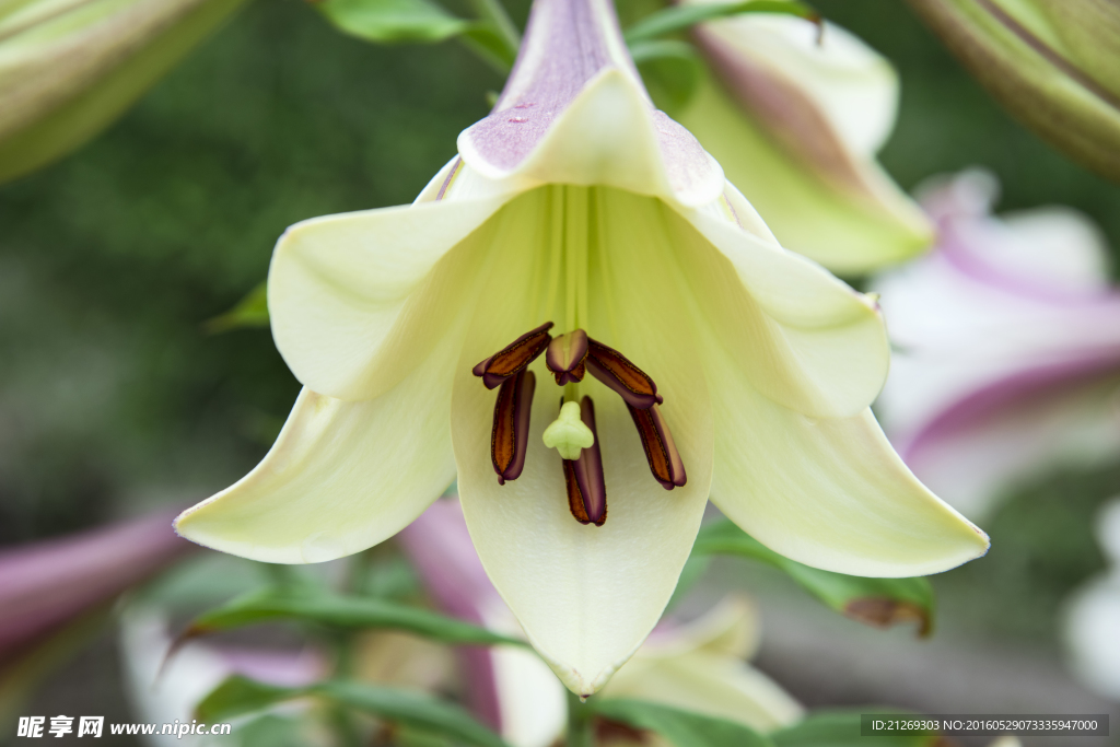 百合花