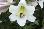 百合花