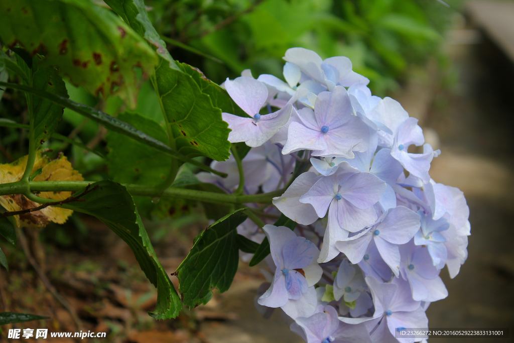 特写下的绣球花