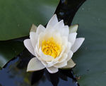睡莲花开