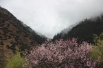 林芝