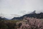林芝