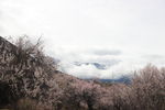 林芝
