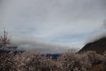 林芝
