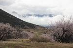 林芝