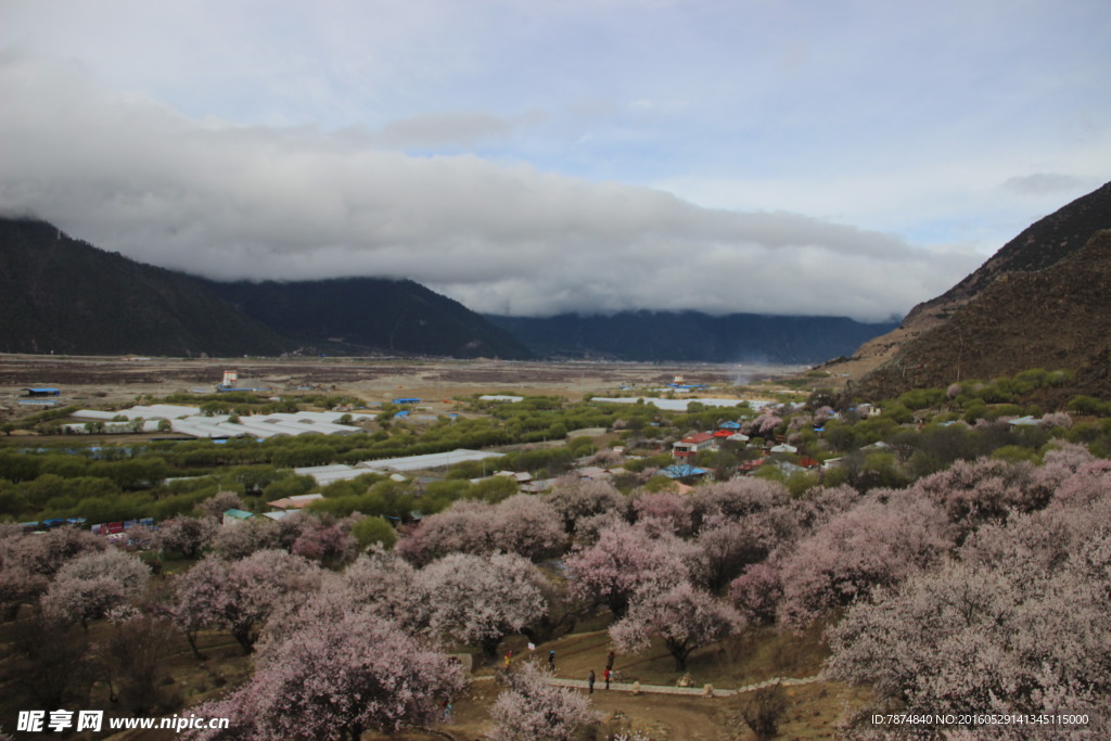 林芝