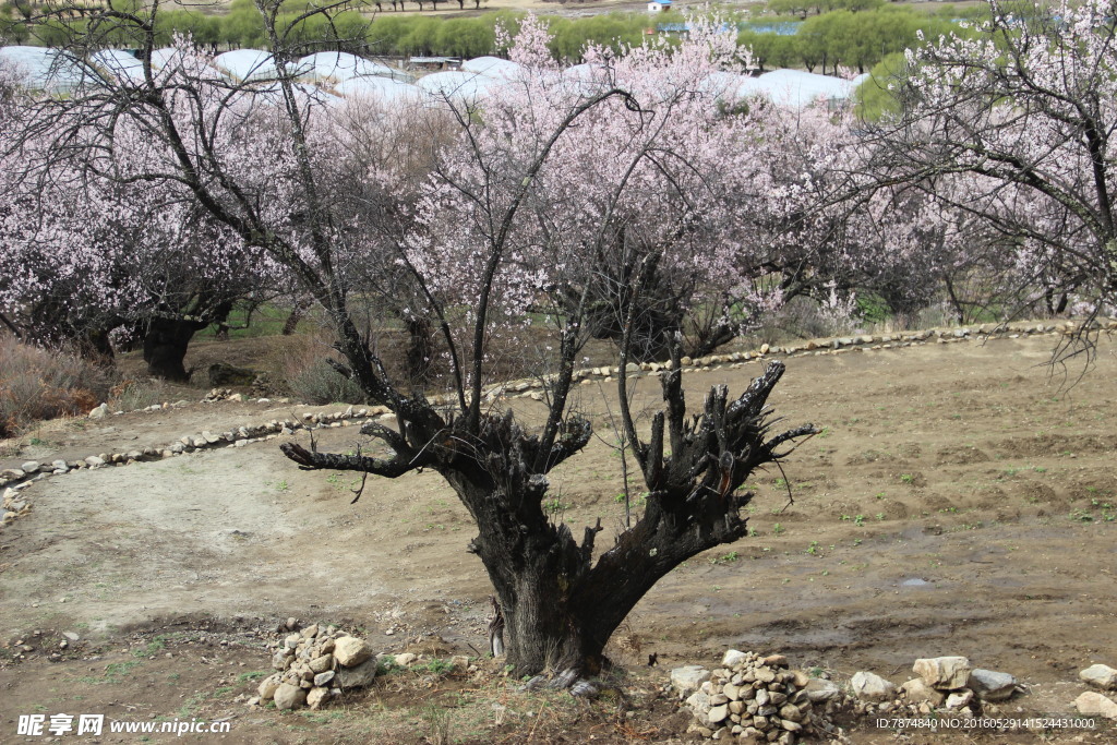 林芝