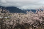 林芝