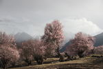 林芝