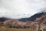 林芝