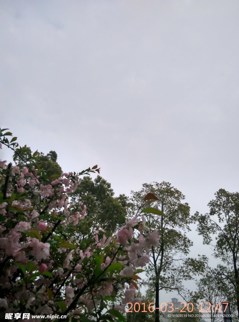 桃花