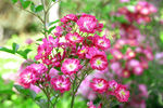 红菊花