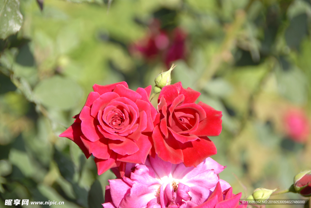 月季花