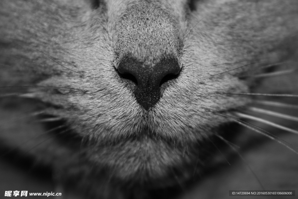 猫的鼻子