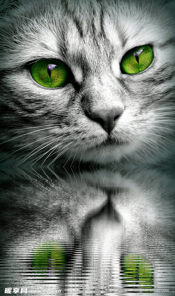 猫咪手机壁纸