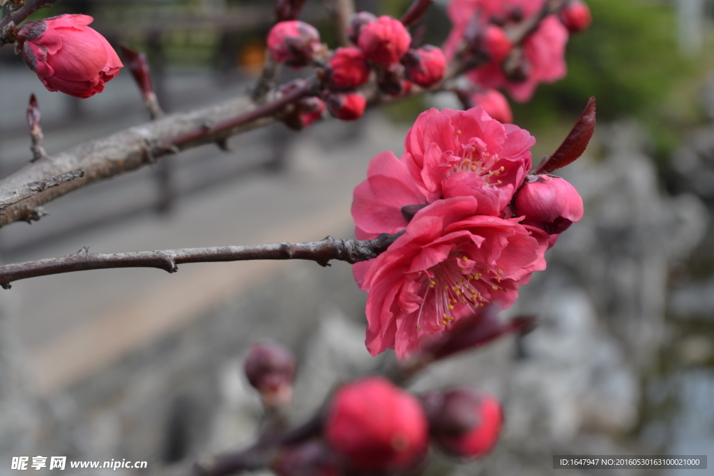 桃花