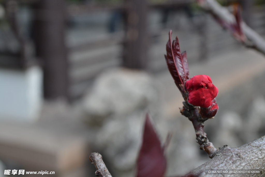 桃花