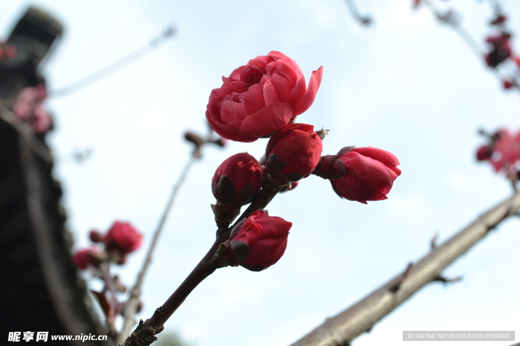 桃花