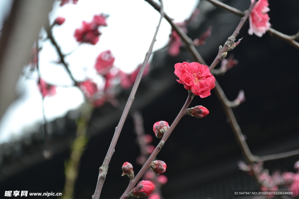 桃花