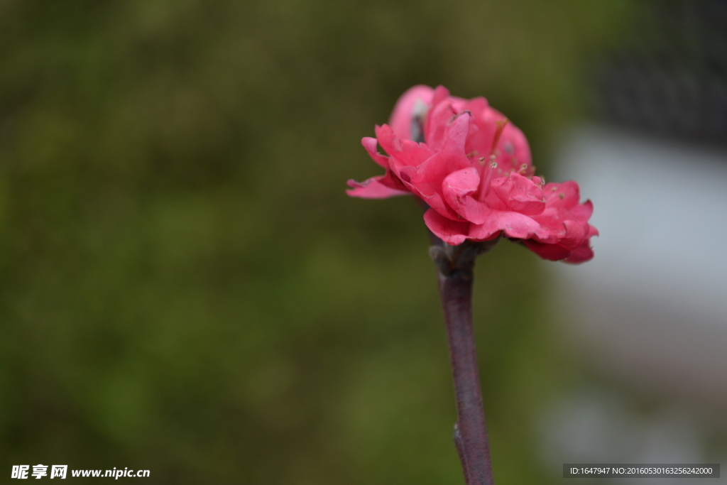 桃花