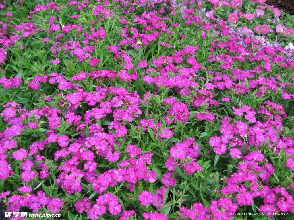 雨露石竹花