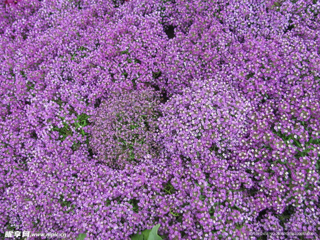 花卉背景素材