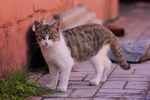 大花猫