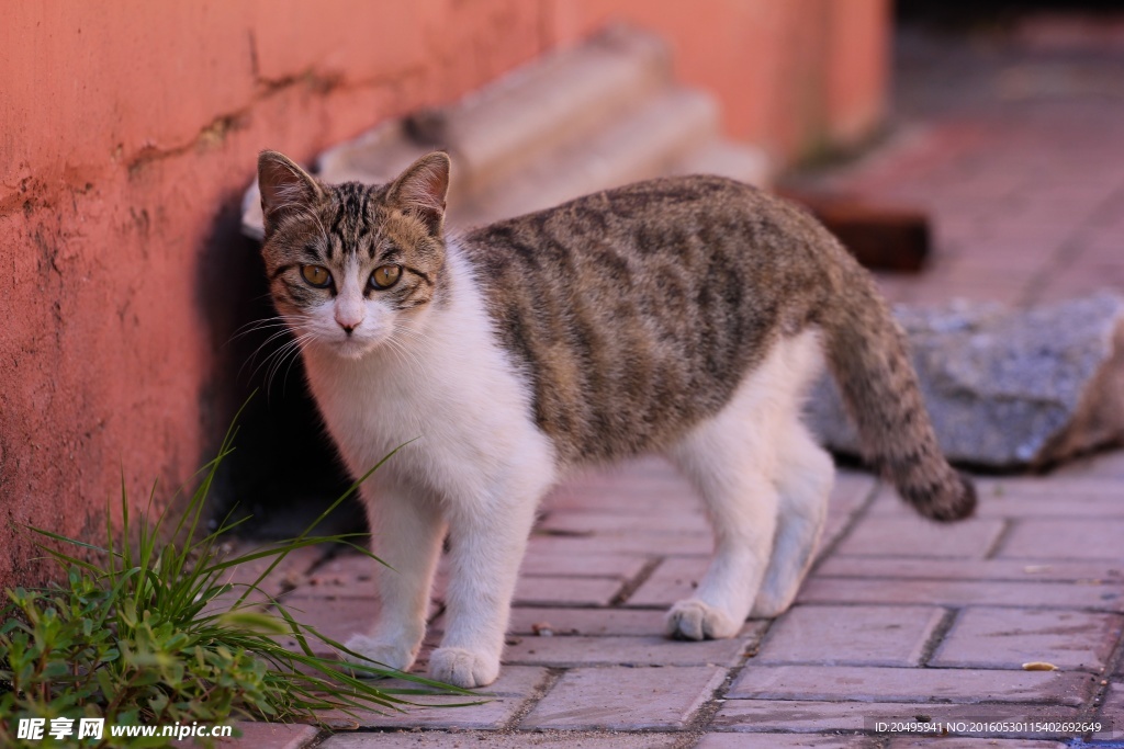 大花猫