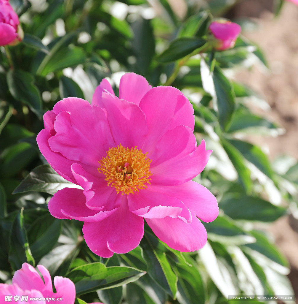 芍药花开