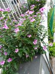 紫色花