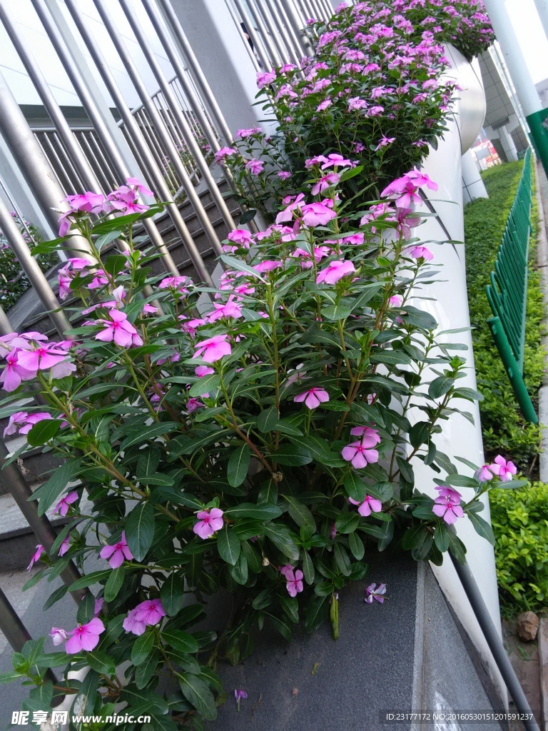 紫色花