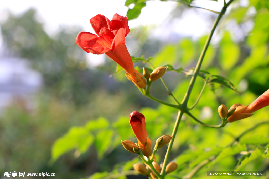 凌霄花