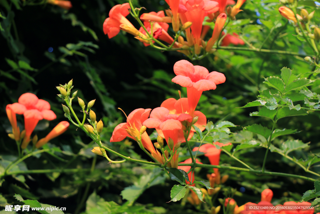 凌霄花