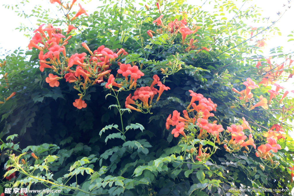 凌霄花