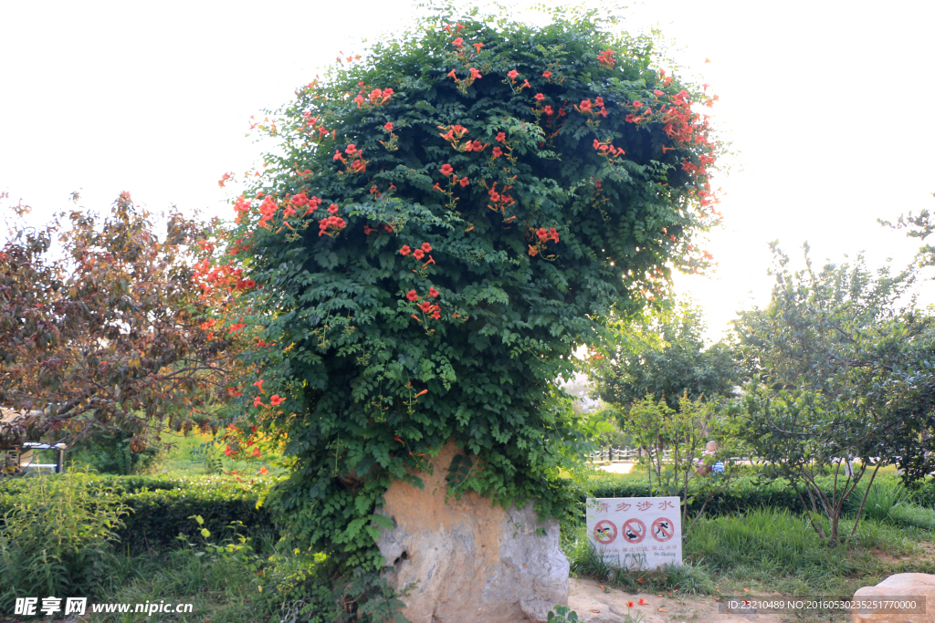 凌霄花