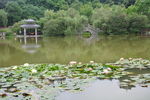 荷花满池塘
