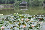 荷花池塘