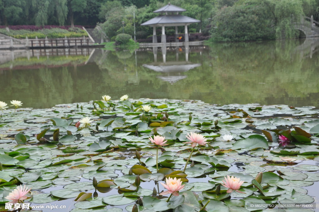 荷花池塘