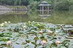 荷花池塘
