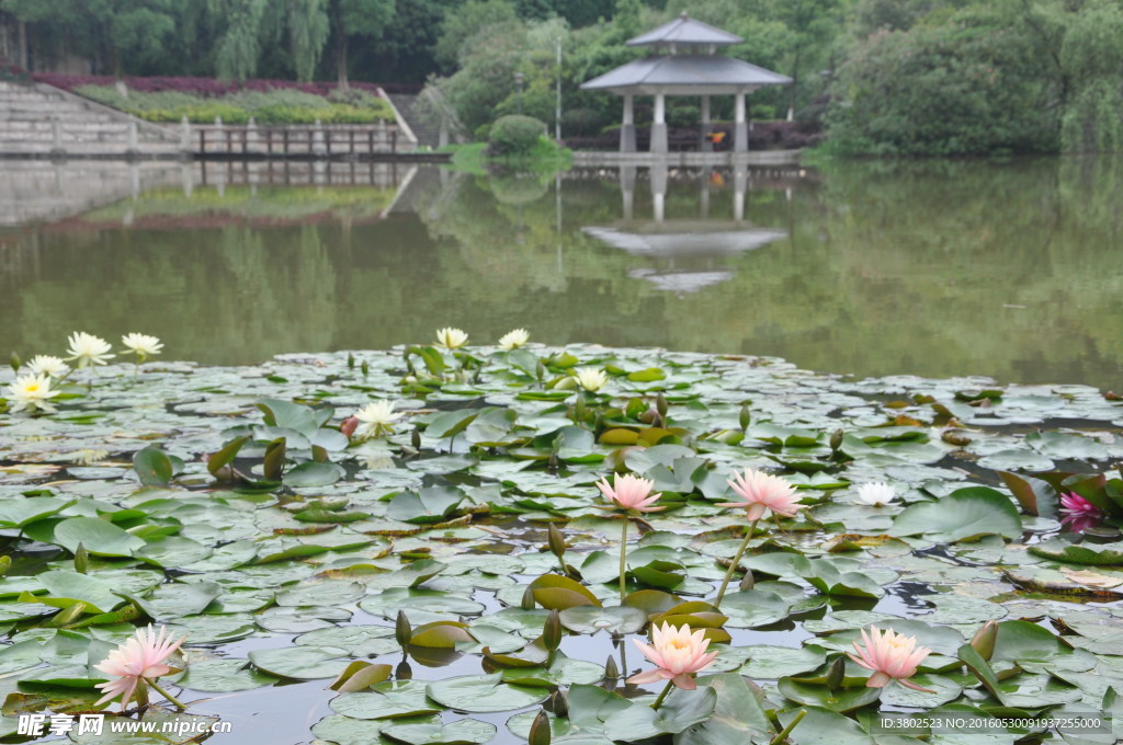 荷花池塘