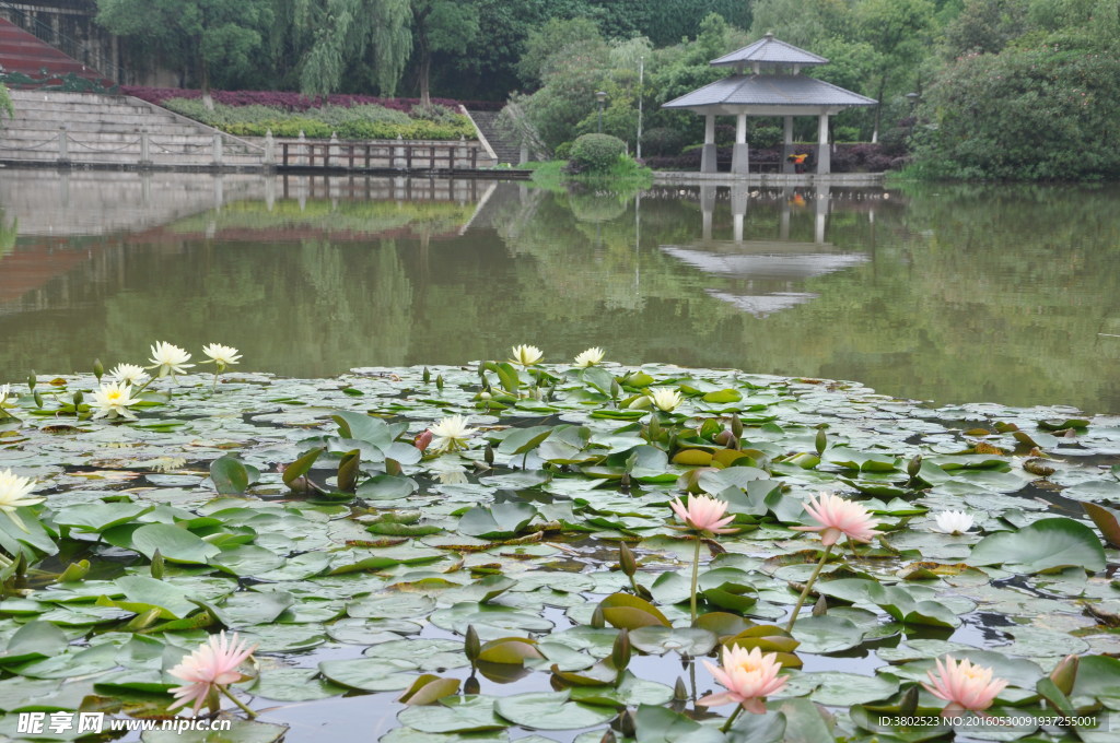 荷花池塘边的凉亭