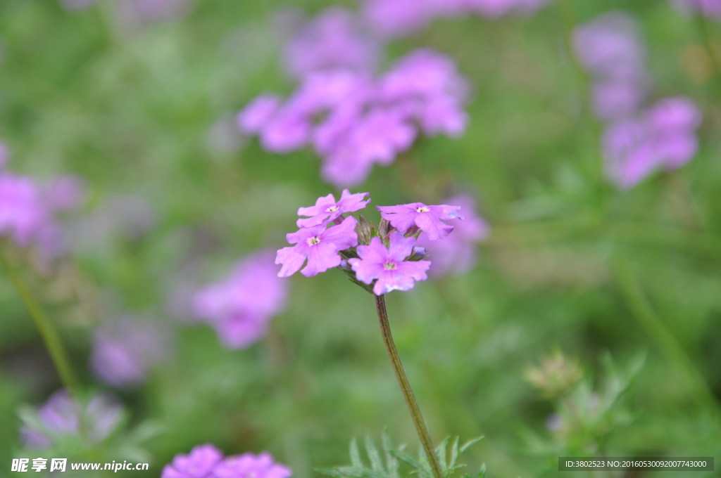 紫色的小花