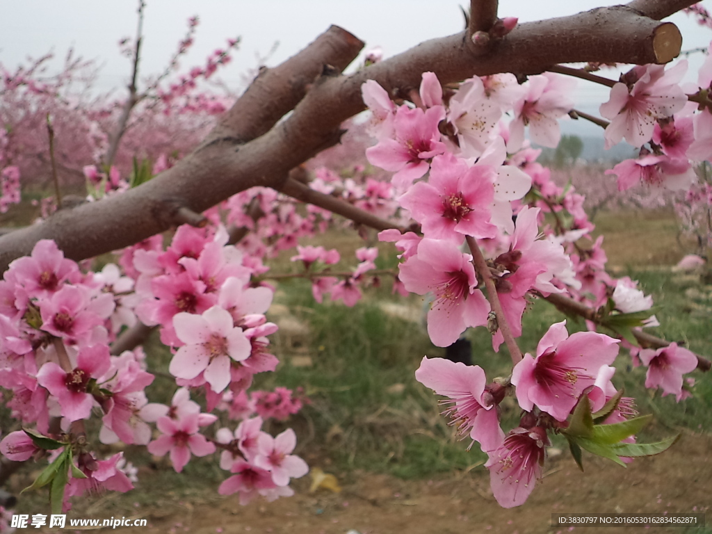 桃花