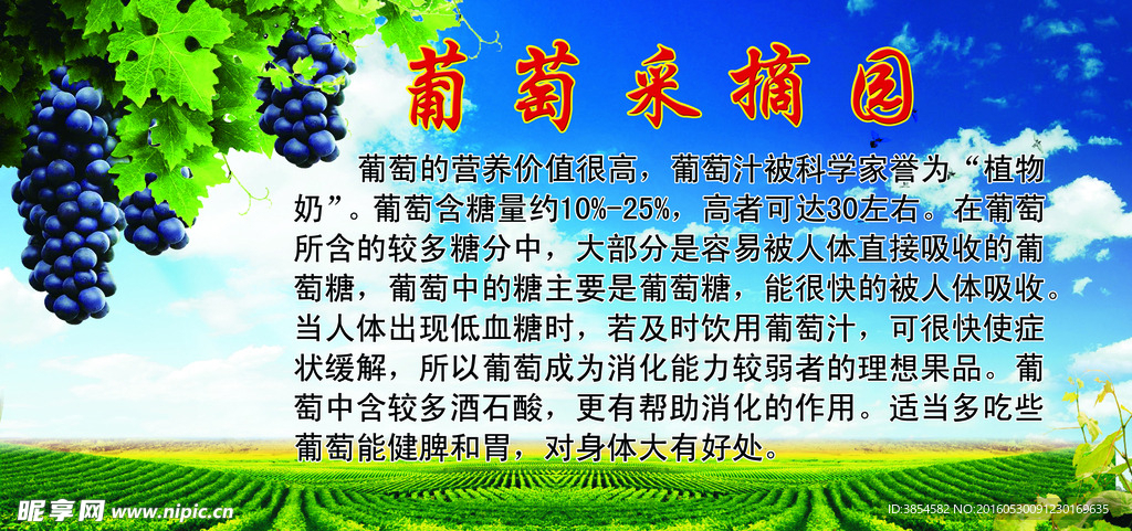 葡萄