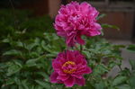 芍药