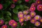 雏菊