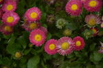 雏菊